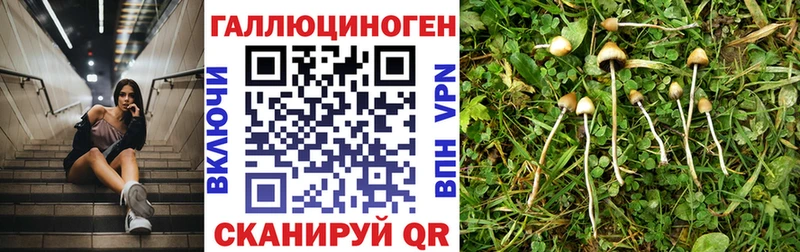 Галлюциногенные грибы MAGIC MUSHROOMS  где купить наркоту  Кириллов 